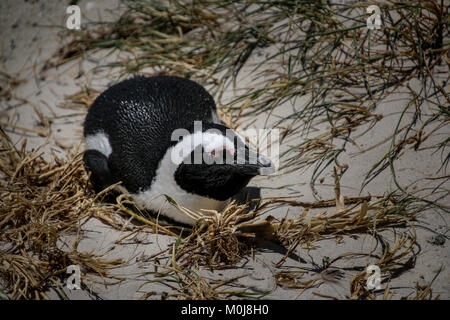 African jackass penguin lying on nest on beach