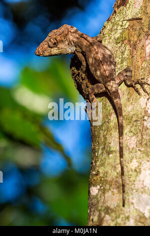 Anolis (Chamaeleolis) guamuhaya (Escambray Bearded Anole). Cuban endemic Stock Photo