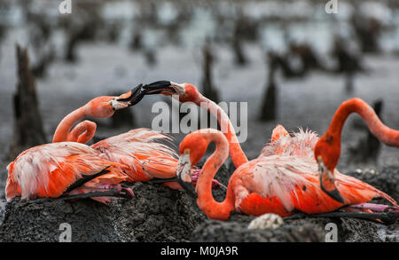 American Flamingos or Caribbean flamingos ( Phoenicopterus ruber ruber).  Colony of Great Flamingo the on nests. Rio Maximo, Camaguey, Cuba. Stock Photo