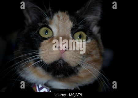 5 month old calico kitten on black background Stock Photo