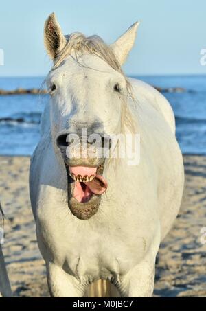 Funny portrait of a laughing horse. Camargue horse yawning, looking like he is laughing. Stock Photo