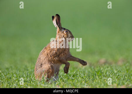 Brown hare - Lepus europaeus Stock Photo