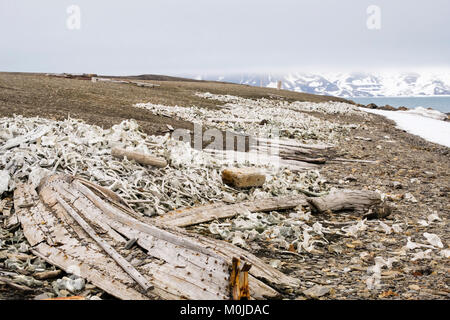 Beluga whale bones dumped on a remote arctic beach by Bamsebu whaling hut. Ahlstrandhalvoya Bellsund Spitsbergen island Svalbard archipelago Norway Stock Photo