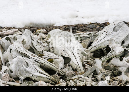 Beluga whale bones on remote beach by Bamsebu whaling hut.  Ahlstrandhalvoya, Bellsund, Spitsbergen island, Svalbard archipelago, Norway Stock Photo