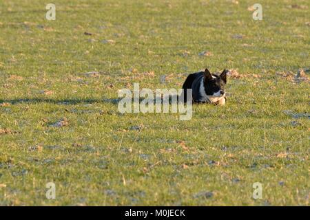 A border Collie sheep dog lying down on the grass in Scotland. Stock Photo