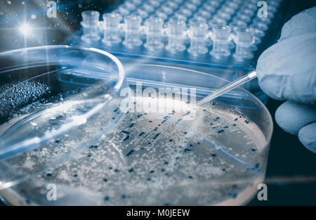 Petri dish with bacterial colonies, scientific experiment, toned image Stock Photo