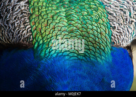 Close-up of Peacock Feather detail Stock Photo