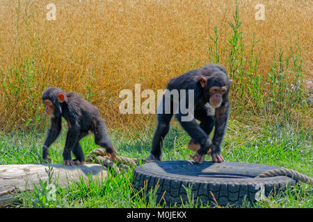Chimpanzees heading to different directions Stock Photo