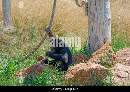 Chimpanzee holding rope Stock Photo