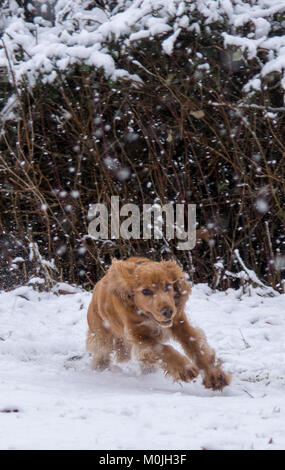 Sprocker running through falling snow. Stock Photo