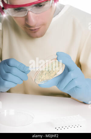 Microbiologist in protective gear picks up bacterial colonies Stock Photo