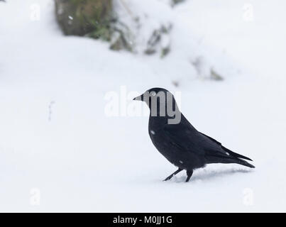 Western (Eurasian) Jackdaw, Coloeus monedula (fka Corvus monedula), standing in snow while it is snowing at Lochwinnoch RSPB reserve, Scotland, UK. Stock Photo