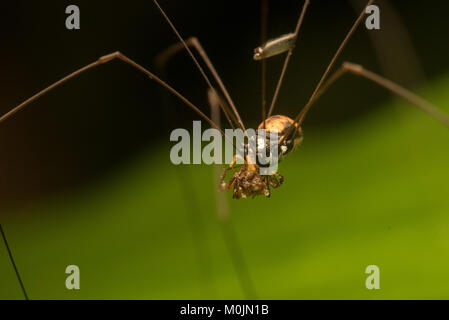 A tropical harvestman feeds on its prey and also has some sort of mite or parasite on its leg. Stock Photo