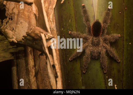 A large pinktoe tarantula sitting on the side of a palm in the Colombian jungle.  This species is popular in the pet trade. Stock Photo
