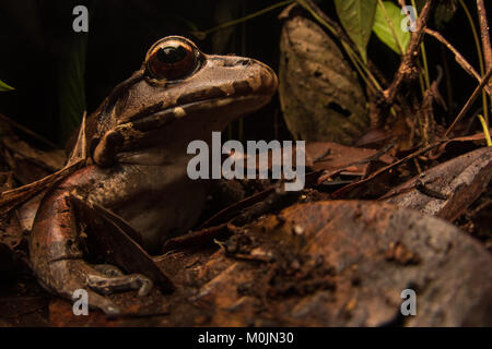 A large Smoky jungle frog sits on the forest floor in southern Colombia. Stock Photo