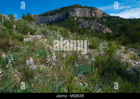 Asphodelus albus, common name white asphodel, is a herbaceous perennial plant belonging to the genus Asphodelus. The Estrets of Arnes, The Ports Natur Stock Photo