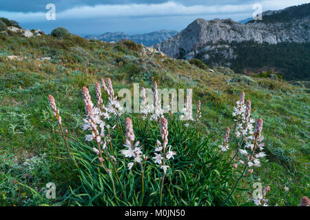 Asphodelus albus, common name white asphodel, is a herbaceous perennial plant belonging to the genus Asphodelus. The Ports Natural Park, Terres de l'E Stock Photo