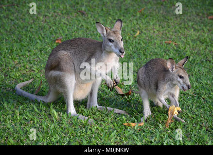 Agile Wallabies. Northern Australia. Pouched Megapodes (Giant Foot) Stock Photo