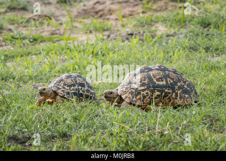 Leopard tortoises (Stigmochelys pardalis) walking in a row, animal pair, Chobe River Front, Chobe National Park, Chobe District Stock Photo