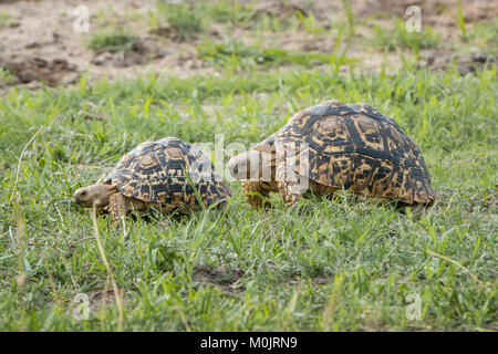 Leopard tortoises (Stigmochelys pardalis) walking in a row, animal pair, Chobe River Front, Chobe National Park, Chobe District Stock Photo