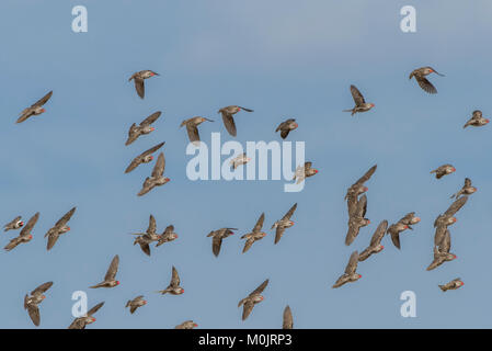 Red-billed quelea (Quelea quelea), flying swarm, Nxai Pan National Park, Ngamiland District, Botswana Stock Photo