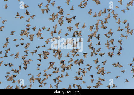 Red-billed quelea (Quelea quelea), flying swarm, Nxai Pan National Park, Ngamiland District, Botswana Stock Photo