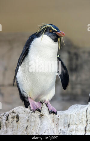 Northern Rockhopper Penguin (Eudyptes moseleyi) on rock, captive Stock Photo