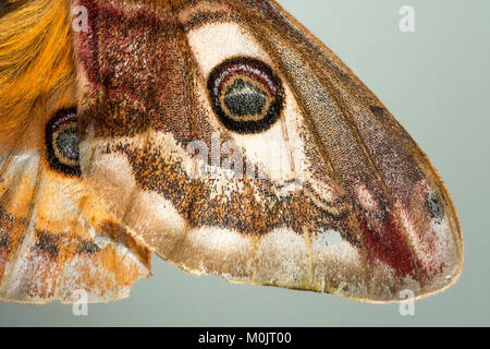 Small emperor moth (Saturnia pavonia), Schwaz, Tyrol, Austria Stock Photo