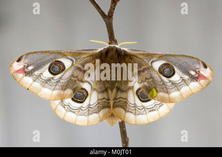 Small emperor moth (Saturnia pavonia), Schwaz, Tyrol, Austria Stock Photo