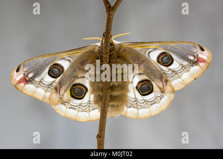 Small emperor moth (Saturnia pavonia), Schwaz, Tyrol, Austria Stock Photo