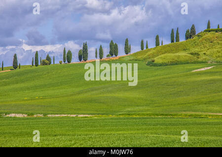 Row of cypress trees on a hill in Tuscany, Italy Stock Photo
