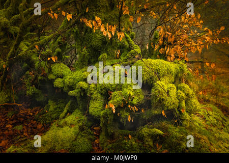 Moss covered beech trees along the A39 on Exmoor. Stock Photo