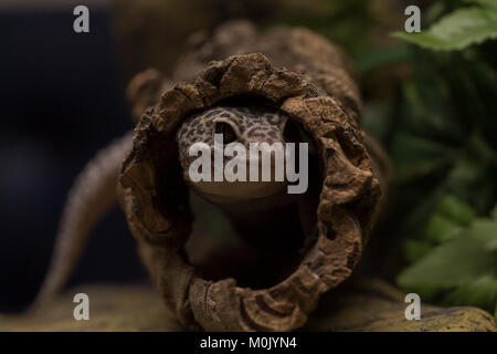 Gecko Leopard Lizard in wood habitat Stock Photo