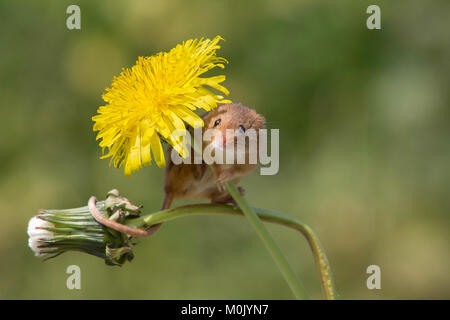 Harvest Mouse on a Dandelion Stock Photo