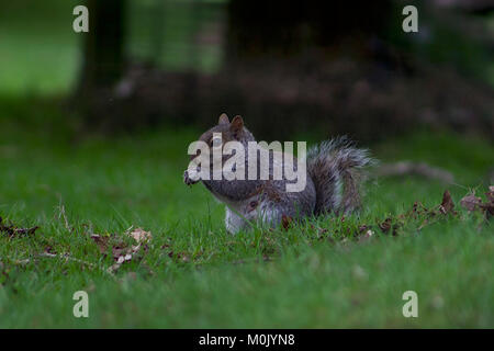 Grey Squirrel eating an Acorn on the grass Stock Photo