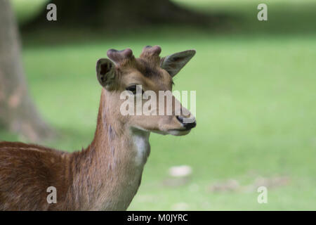 Close up of a Fawn - Doe - Deer Stock Photo