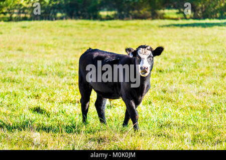 One black and white young cow, calf closeup grazing on pasture, green grass, tongue, mouth in Virginia farms countryside meadow field Stock Photo