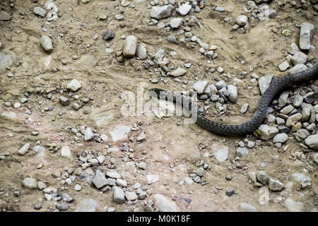 Viper is ordinary. Snake on the road. The snake crawls along the ground with rocks. Stock Photo