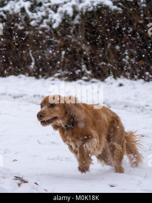 Sprocker running through falling snow. Stock Photo