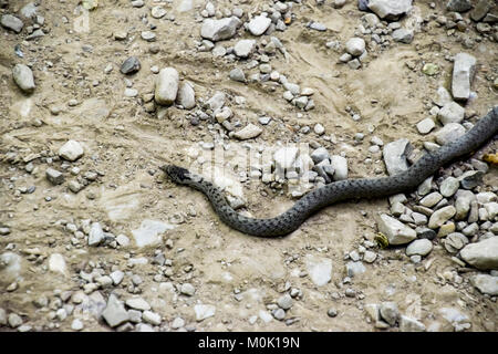 Viper is ordinary. Snake on the road. The snake crawls along the ground with rocks. Stock Photo