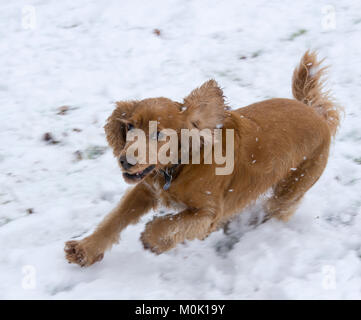Sprocker running through falling snow. Stock Photo