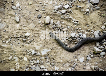 Viper is ordinary. Snake on the road. The snake crawls along the ground with rocks Stock Photo