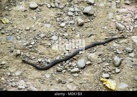 Viper is ordinary. Snake on the road. The snake crawls along the ground with rocks. Stock Photo