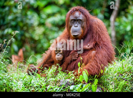 A female of the orangutan with a cub in a native habitat. Bornean orangutan (Pongo pygmaeus) in the wild nature.Rainforest of Island Borneo. Indonesia Stock Photo