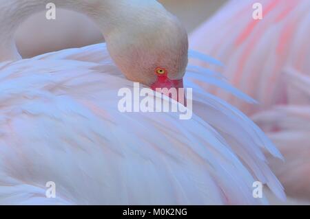 Close-up of pink flamingo sleeping while hiding beak in wings Stock Photo