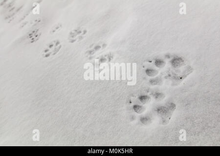 Wolf tracks in the snow on Fountain Freight Road at the Yellowstone National Park January 7, 2018 in Wyoming. Stock Photo