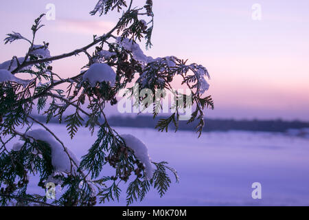 Cedar branches covered in snow with a landscape of snow, trees, and a purplish sky with pink clouds for a backdrop Stock Photo