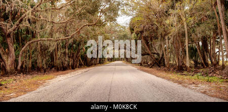 Moss covered trees line a road along the wetland and marsh at the Myakka River State Park in Sarasota, Florida, USA Stock Photo