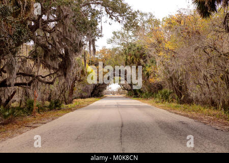 Moss covered trees line a road along the wetland and marsh at the Myakka River State Park in Sarasota, Florida, USA Stock Photo