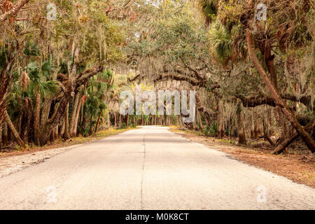 Moss covered trees line a road along the wetland and marsh at the Myakka River State Park in Sarasota, Florida, USA Stock Photo